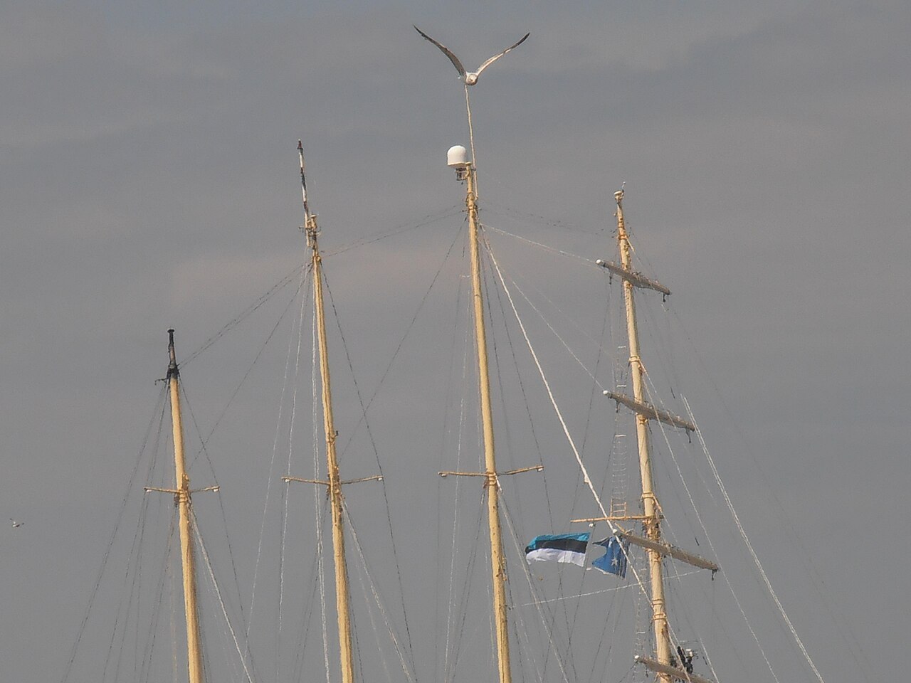 Star Flyer